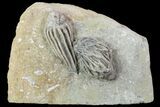 Crinoid Plate (Macrocrinus & Cyathocrinites) - Crawfordsville #94823-1